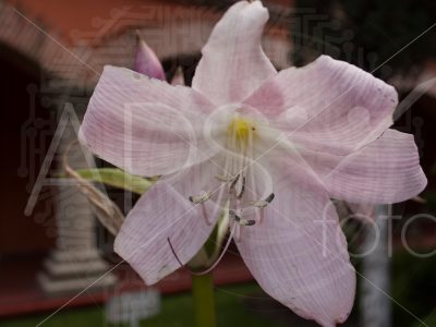 flores a domicilio cdmx